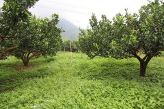 果园生草栽培：果园生草技术，果园生草种植与管理
