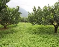 果园生草栽培：果园生草技术，果园生草种植与管理