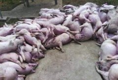 非洲疫情最新情况：非洲猪瘟最新消息台北市区今发现麝香猪尸体