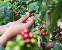咖啡的种植技术：咖啡种植地区及各类咖啡制作方法的介绍