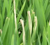 水稻白叶枯病：水稻白叶枯病防治成功，兴大推2种抗病水稻