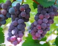 葡萄有什么营养和功效？葡萄的功效与作用禁忌有哪一些？