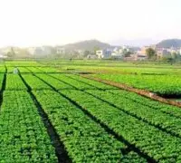 有机农业发展前景：有机农业现状好吗？会减少全球粮食产量吗？