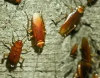 黄金蟑螂养殖价值，养殖蟑螂成本与效益高不高？
