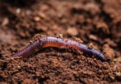 生活在土壤里的动物对土壤有什么好处？土壤动物残体增肥