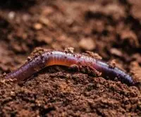 生活在土壤里的动物对土壤有什么好处？土壤动物残体增肥