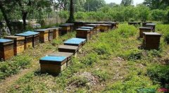 养蜂技术：养蜂怎么养？中蜂模式养蜂法介绍