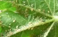 花卉蚜虫之棉蚜特点，花卉蚜虫症状特征与棉蚜形态