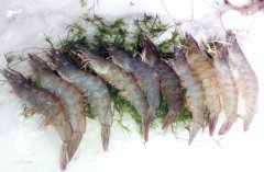白虾价格上涨因春节需求大增，现在白虾多少钱一斤