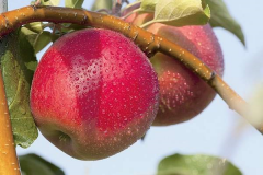 苹果新品种苗：早熟苹果新品种有哪些会比目前最好苹果品种好吗