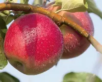 苹果新品种苗：早熟苹果新品种有哪些会比目前最好苹果品种好吗