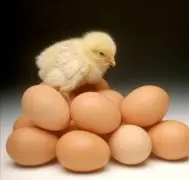 鸡蛋残留：鸡蛋芬普尼残留超标最高达6倍，鸡蛋药残留处罚标准