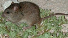 珊瑚裸尾鼠已灭绝：因气候灭绝的物种珊瑚裸尾鼠，认识环境的重要性