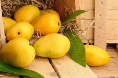 芒果如何催熟变黄？为什么芒果没熟就烂了报纸包芒果可以催熟么
