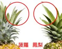 凤梨和菠萝有什么区别？凤梨为什么叫凤梨凤梨和菠萝哪个贵