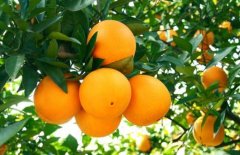 柑橘和橘子有什么区别：柑橘是橘子吗？柑橘和橘子一样吗