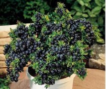 蓝莓种植适合什么地方？蓝莓什么品种适合盆栽适合在北方种植吗