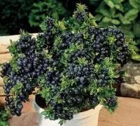 蓝莓种植适合什么地方？蓝莓什么品种适合盆栽适合在北方种植吗
