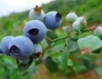 蓝莓种植适合什么地方？盆栽蓝莓什么品种好蓝莓哪个品种最甜