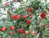 苹果树一年施几次肥？苹果树需要什么肥料苹果树用什么肥料