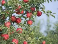 苹果树一年施几次肥？2年生苹果树上什么肥好苹果树几月上尿素最好