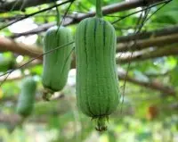 丝瓜的种植方法和时间：丝瓜如何种植方法？种丝瓜的季节和方法