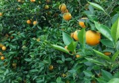 橙子种植方法和管理：橙子的播种方式是什么？橙子种植条件