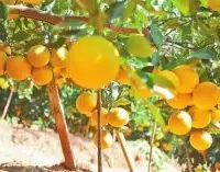 橙子种植方法和管理：橙子应种在海拔几米处？海拔高度最好是多少