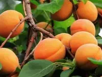 杏子种子的种植方法：杏子种子怎么种步骤？杏子什么时候种植