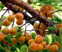 杏子种子的种植方法：杏子怎么种植？杏仁核几时下土种？