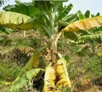 香蕉黄叶病的治疗方法：黄叶病用什么药？香蕉黄叶病的解决办法