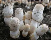 蘑菇种类大全：蘑菇常见的种类，常见食用蘑菇种类名称