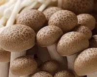 蟹味菇有种刺鼻的味道？蟹味菇为什么要焯水蟹味菇为什么发苦