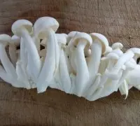 白玉菇的种植方法种植技术：白玉菇怎么养殖？白玉菇种植利润分析