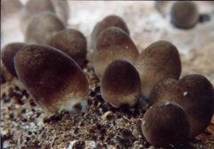 草菇菌种：草菇和香菇的区别，草菇多少钱一斤草菇要焯水吗