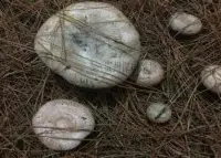 松乳菇可以人工种植吗？松乳菇的人工栽培技术种植松乳菇的条件