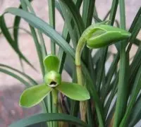 春兰的种类：庆梅兰花有什么独特的特点，兰花的特点是什么