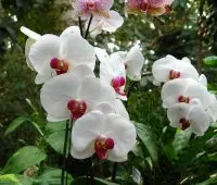 蝴蝶兰品种白花红心：白花红唇蝴蝶兰也叫白花红心蝴蝶兰的特点