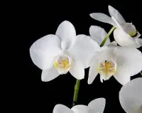 蝴蝶兰品种大白花蝴蝶兰护理，白花蝴蝶兰的特点价格