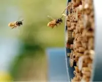 杀虫剂对蜜蜂有用吗可以杀蜜蜂吗？康宽杀虫剂对蜜蜂有危害