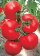 大红西红柿品种7845：西红柿番茄种子7845价格，西红柿种子图片