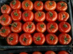 大红西红柿品种介绍拉比，拉比西红柿的特点是什么营养价值