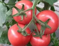 索菲娅粉果番茄种子，索菲亚番茄种子价格西红柿的特点是什么