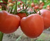 粉番茄品种秋盛番茄，秋盛番茄种子秋盛番茄介绍特点是什么