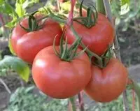 番茄新品种罗拉：罗拉番茄种子特性，罗拉番茄种子的优劣势