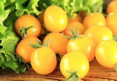 夏日阳光的番茄介绍，夏日阳光番茄价格夏日阳光番茄是转基因