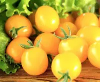 夏日阳光的番茄介绍，夏日阳光番茄价格夏日阳光番茄是转基因