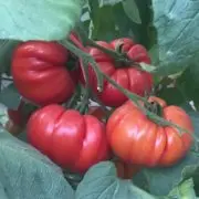 西红柿新品种特拉多番茄，特拉多番茄西红柿新品种被吃怎么样