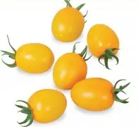 西红柿优良品种黄榕，西红柿新品种黄榕西红柿的味道