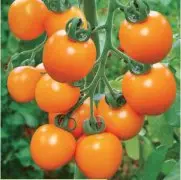 最新樱桃番茄品种黄蜜珠，黄蜜珠樱桃番茄品种描述口感怎么样